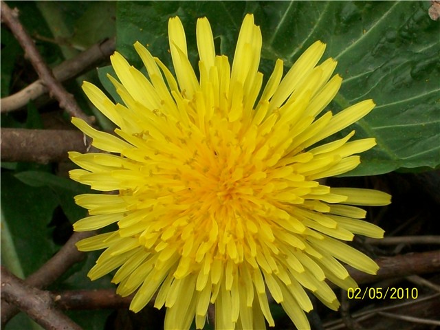 maslačak - lat. taraxacum officionale